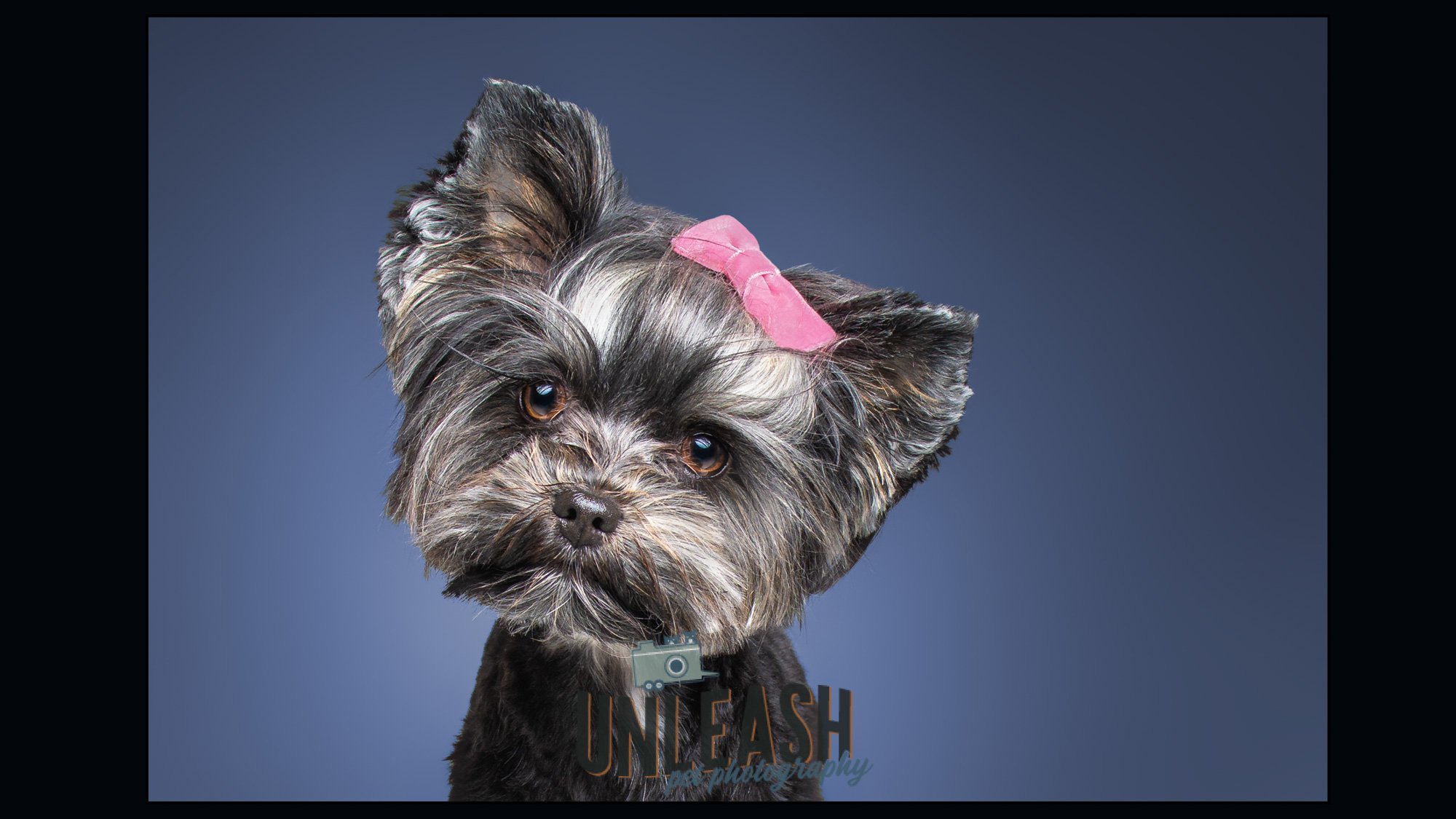 unleash_pet_photography_dog_photographer-6.jpg