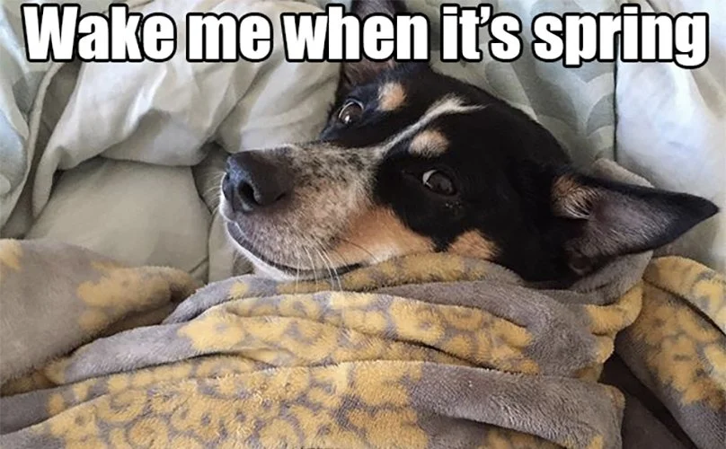 IS YOUR PET PROTECTED THIS WINTER?