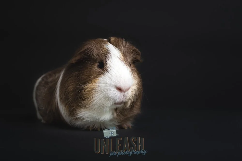 Adopt A Rescued Guinea Pig Month