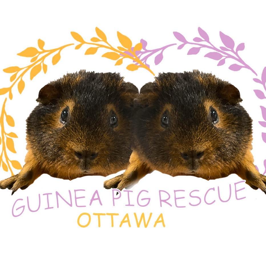 Local Rescues & Shelters Spotlight - Guinea Pig Rescue Ottawa