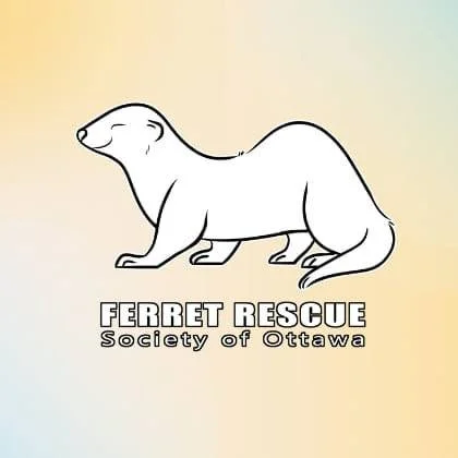 Local Rescues & Shelters Spotlight - Ferret Rescue Society of Ottawa and Area ( FRSO)
