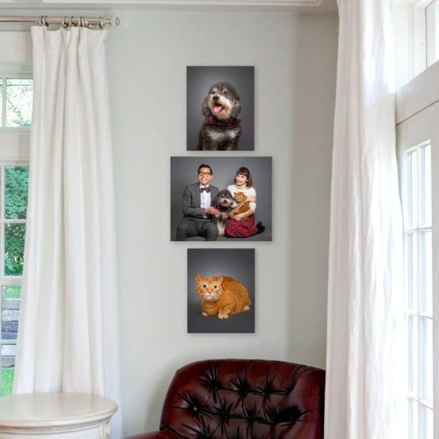 Pet Photography Session Preparation Tips
