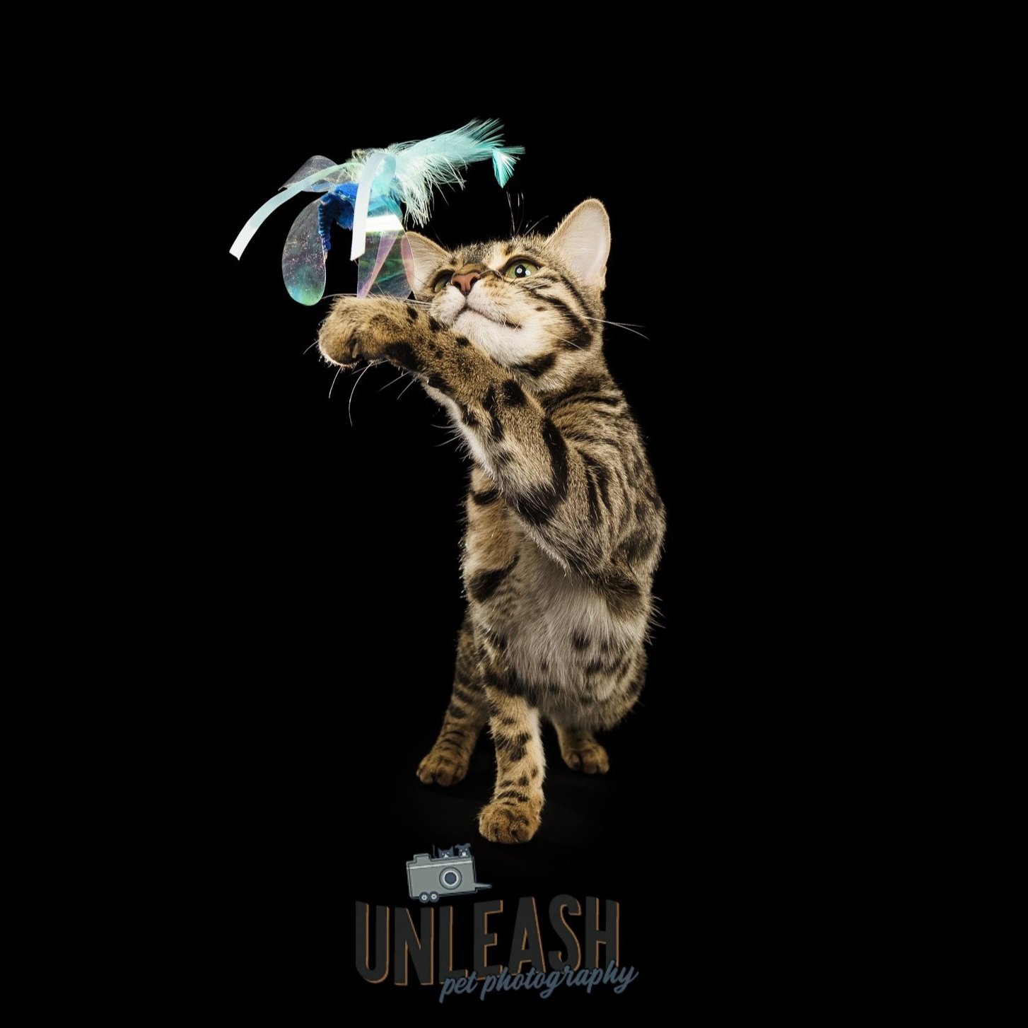 Unleash Pet Photography - BLOG