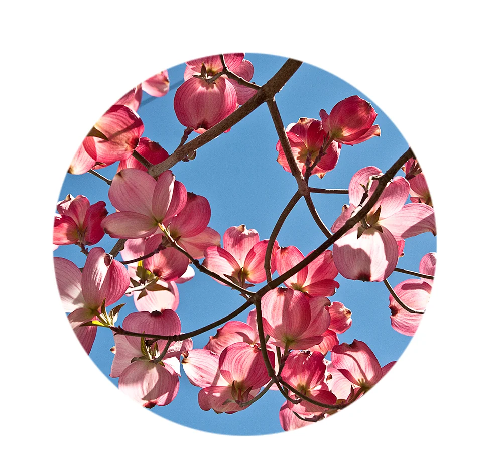 dogwood2.jpg