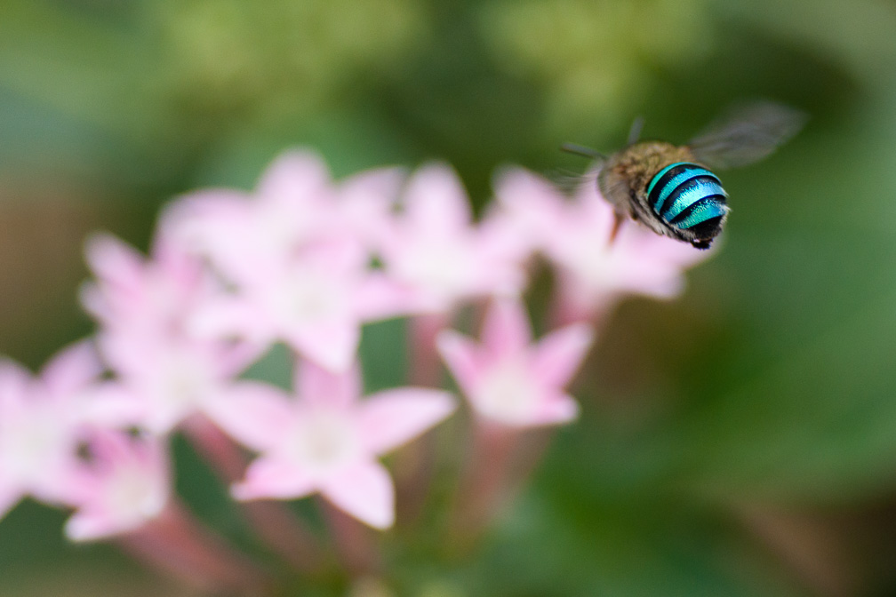 Blue Banded Bee