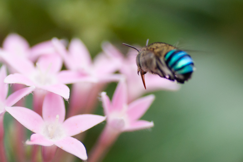 Blue banded bee