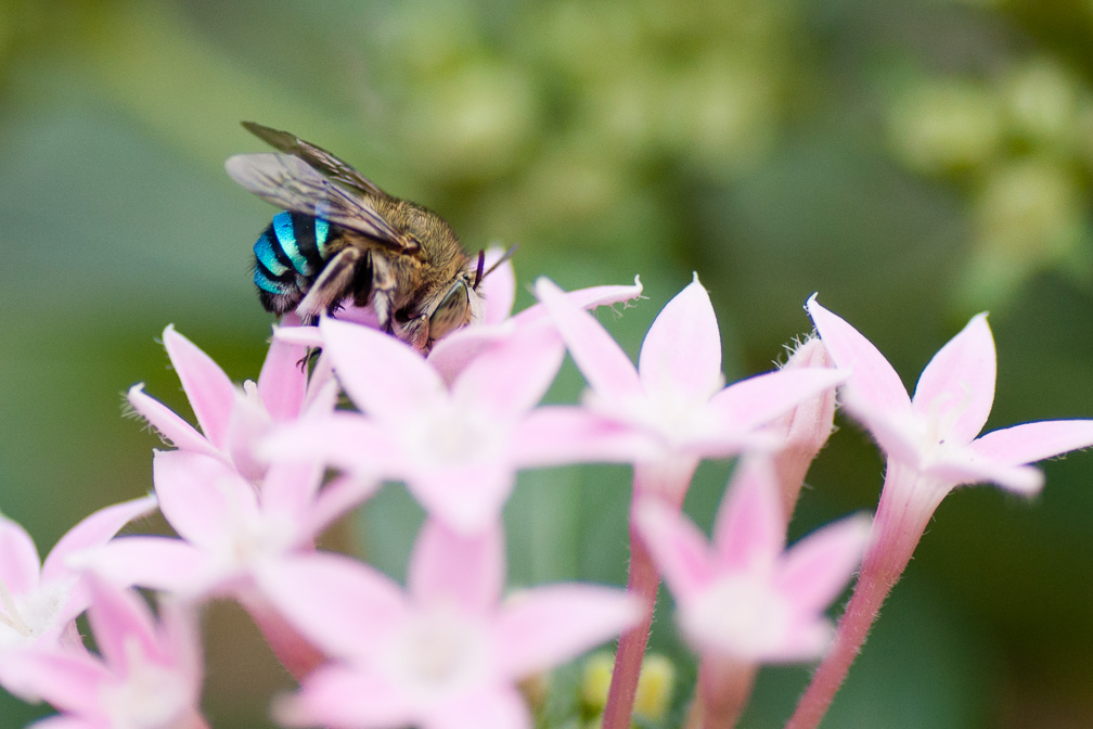 Blue banded bee