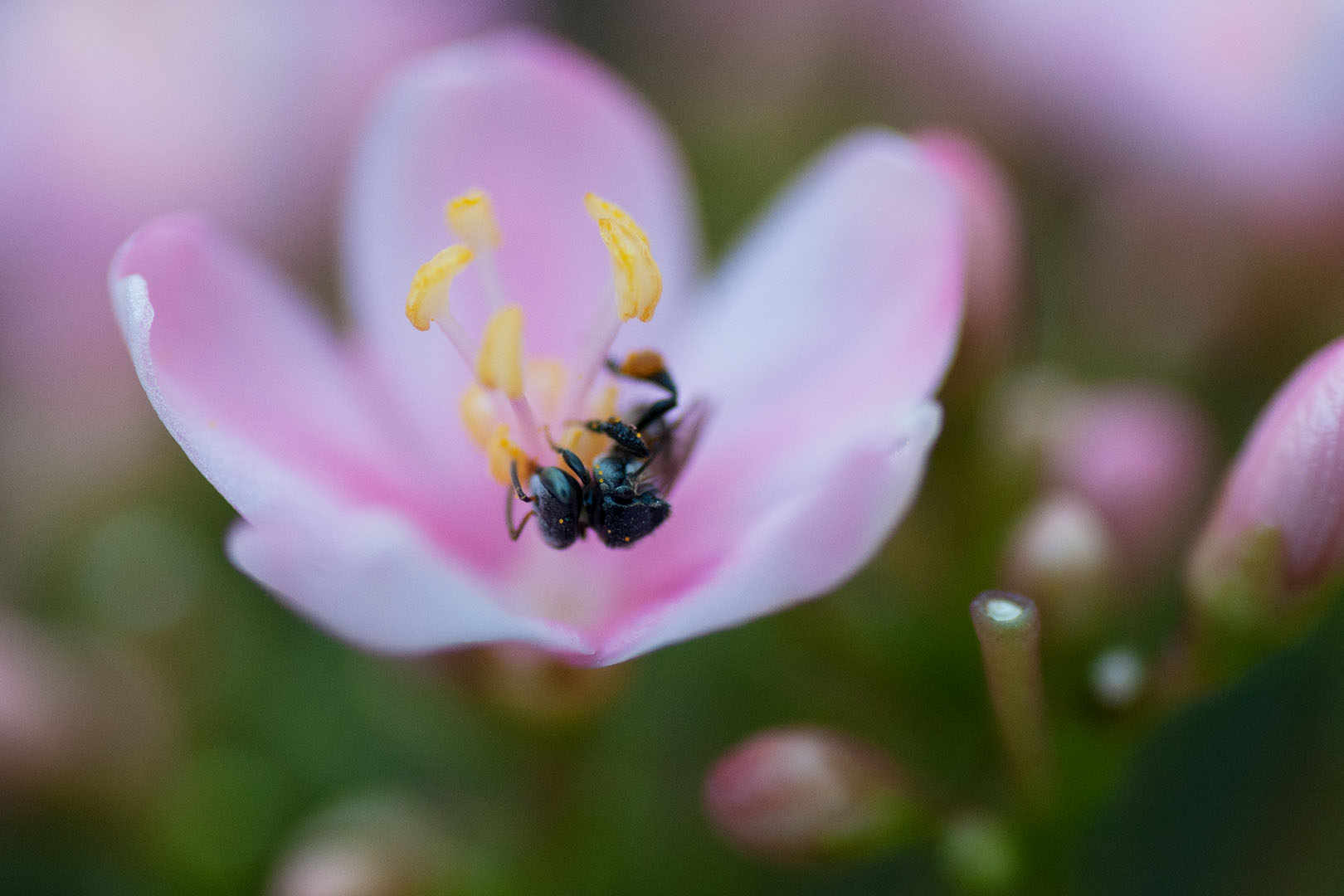 Meliponini bees