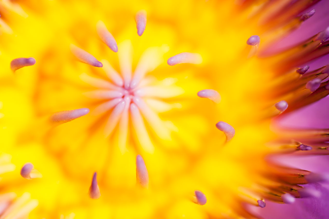 Tropical water lily