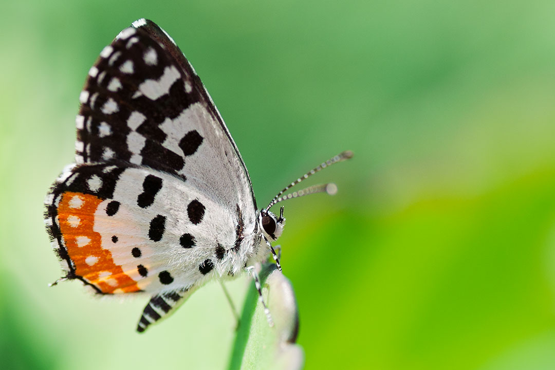 The Indian Red Pierrot