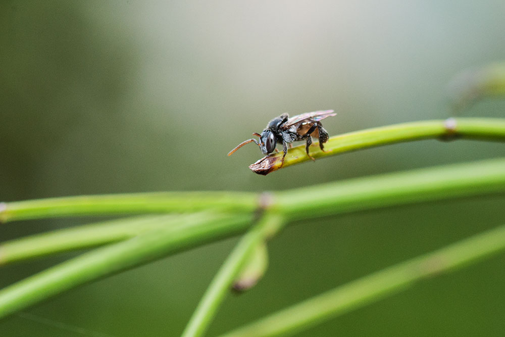 Meliponini bee