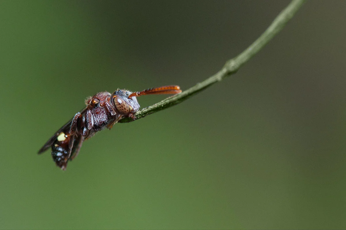 Unidentified bee (?)