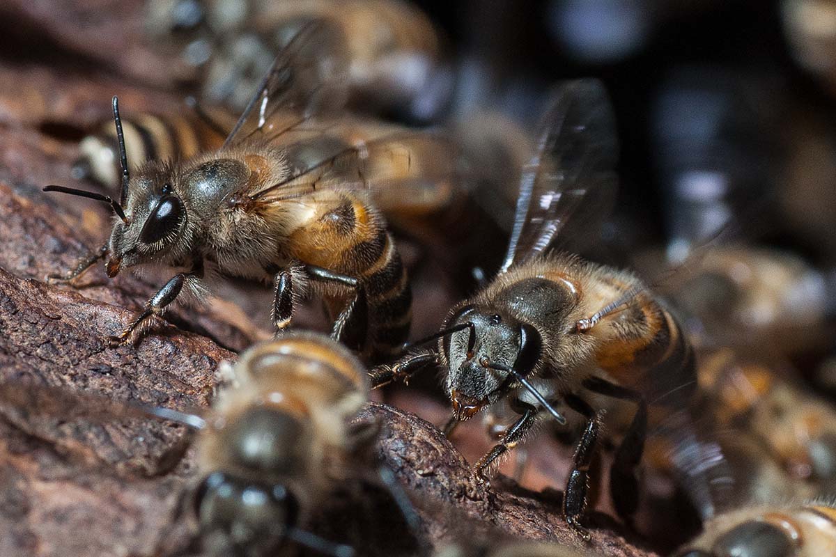 Honey Bees