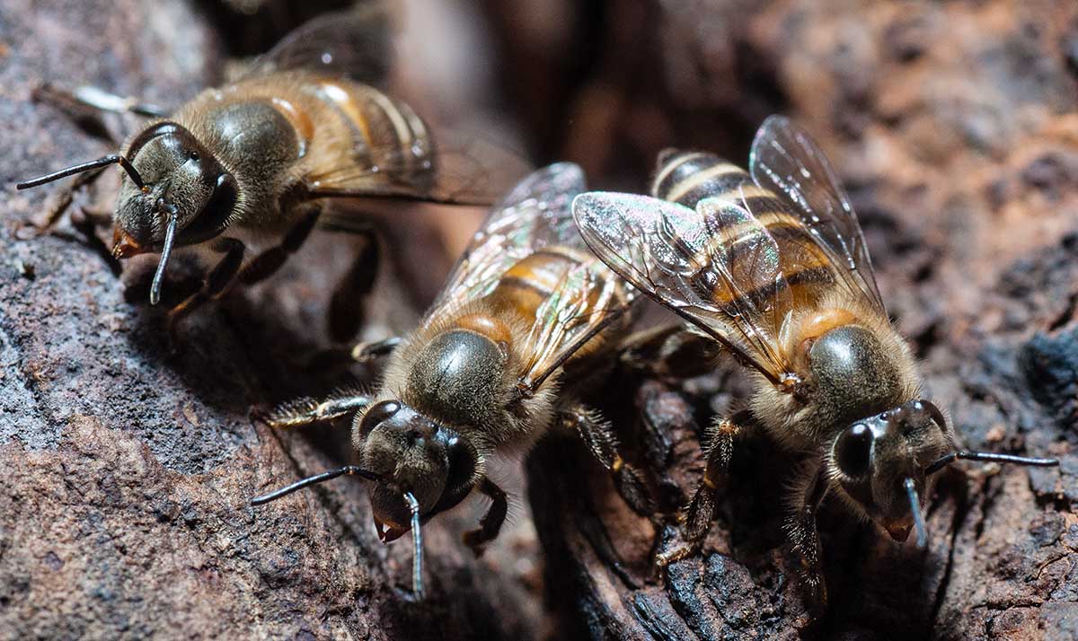Honey bees
