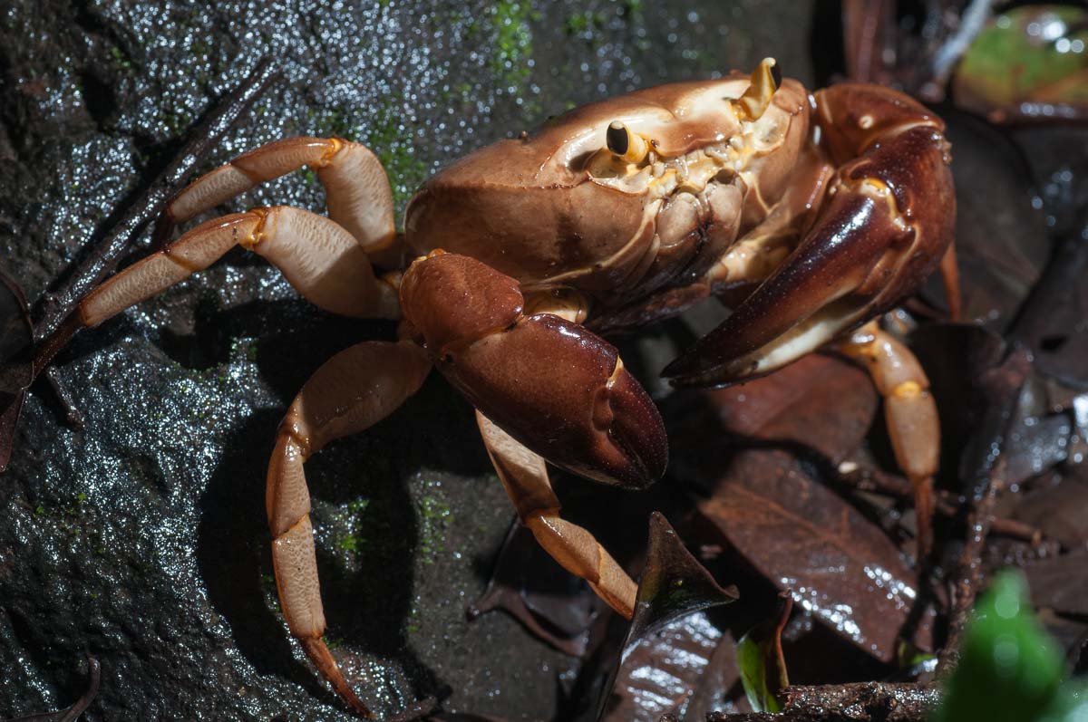 This was by far the largest crab that Abhijeet and i managed to find. He was happily traipsing along in the forest until we interrupted his sojourn. Surprisingly, soon after this shot, he pulled a disappearing act on us.