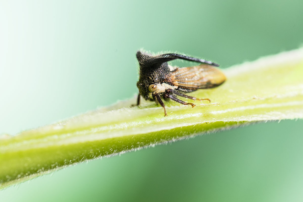 Some treehoppers look like they're wearing a giant head dress.