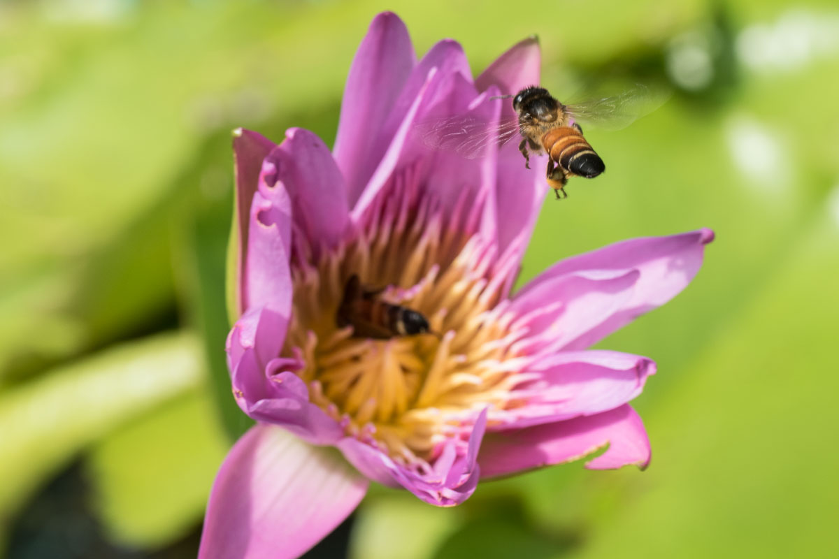 Apis dorsata, the giant honeybee