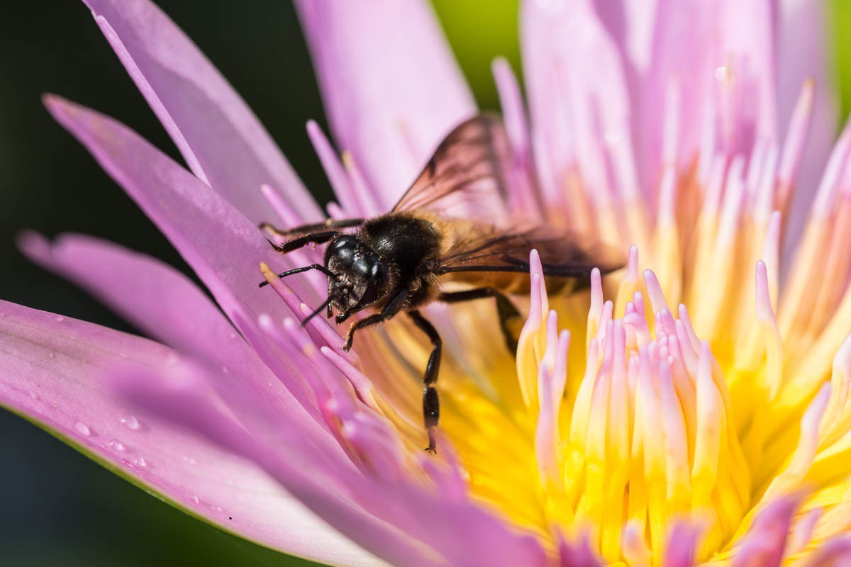 Apis dorsata, aka the giant honeybee or the rock bee