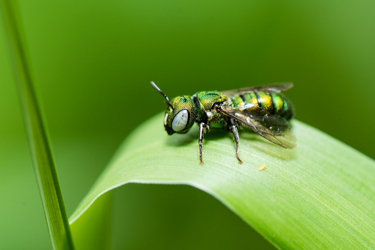 Ceratina sp., small carpenter bee.