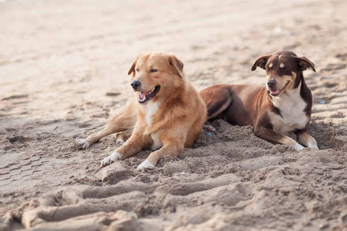 Beach buddies.