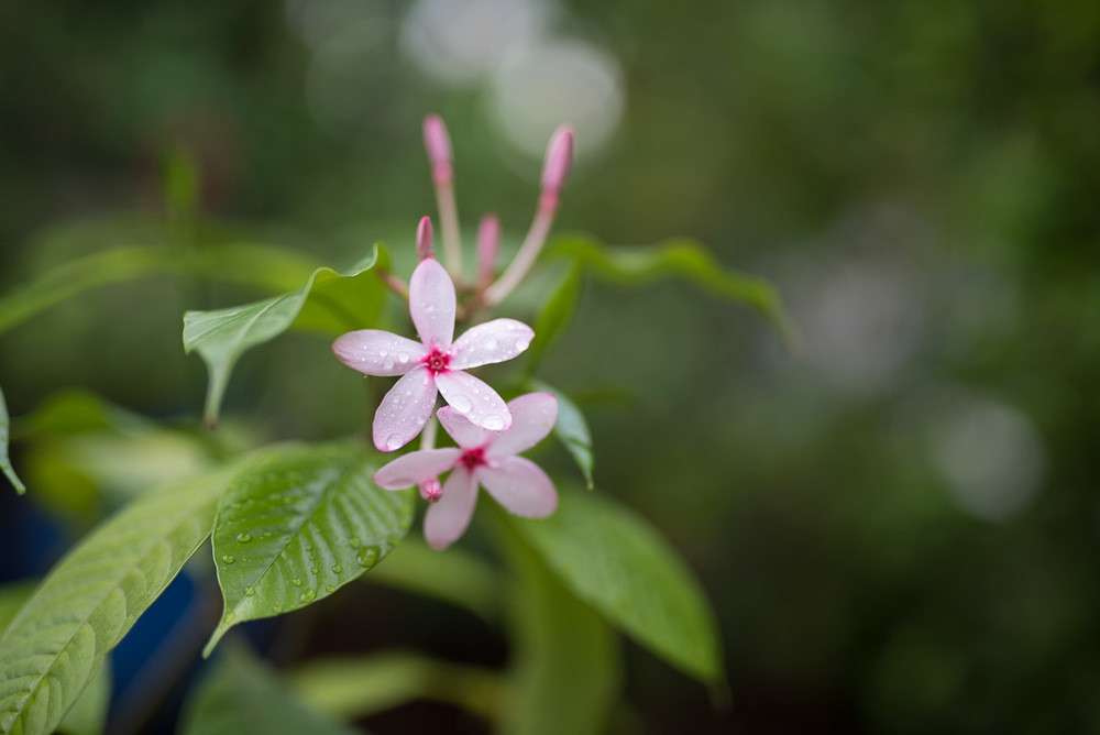  At f1.4, you can create some creamy bokeh if you choose a background that is sufficiently distant. 