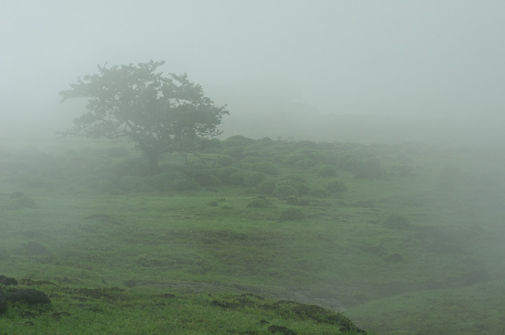 Solitary tree.