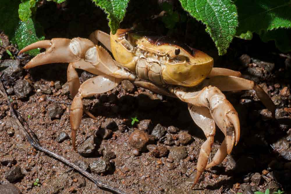 I'M A BIG CRAB I TELLSYA