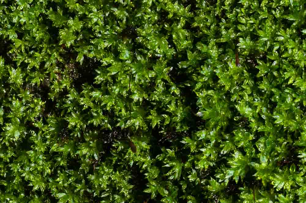 Moss close-up