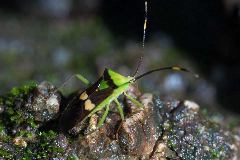 Hemipteran insect.