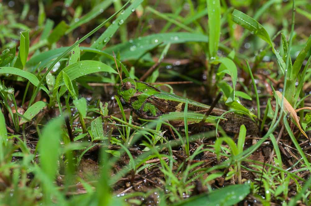 0027_low_res_unprocessed.jpg