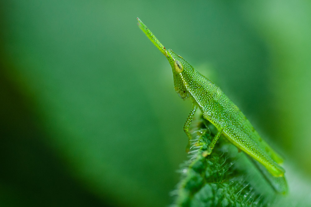 0042_low_res_unprocessed.jpg