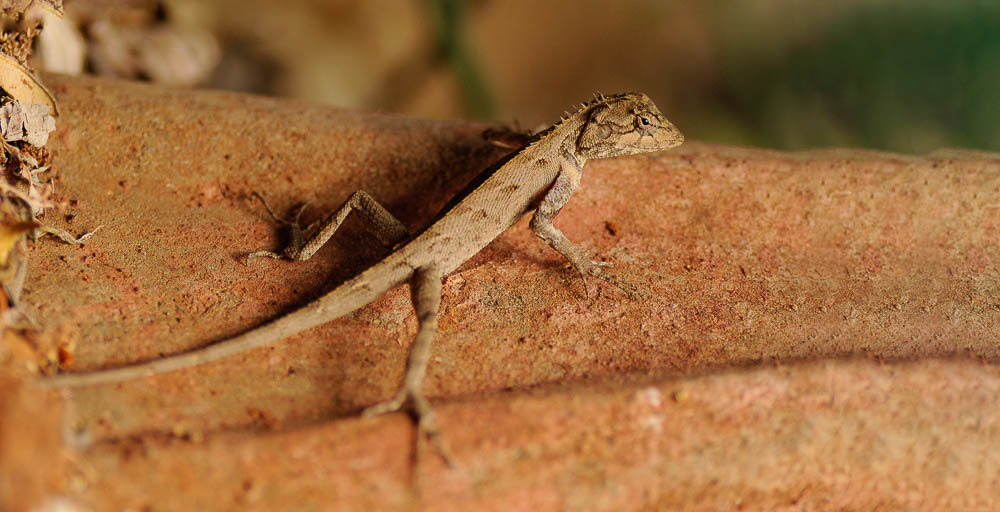 Calotes.