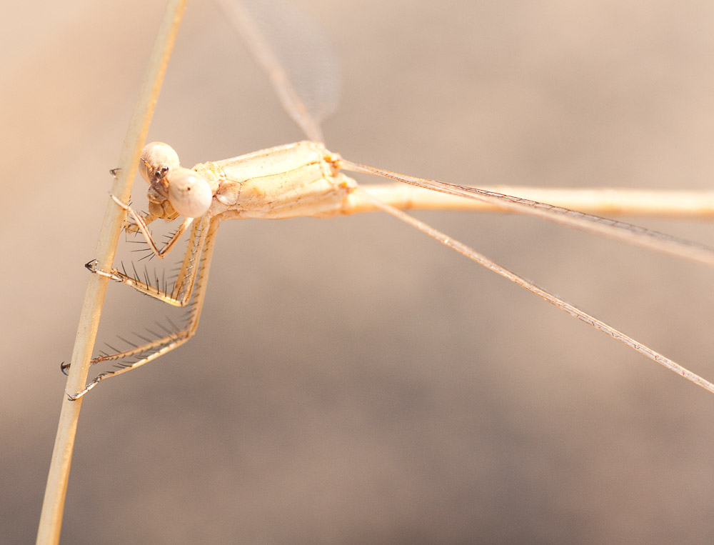0049_low_res_unprocessed.jpg