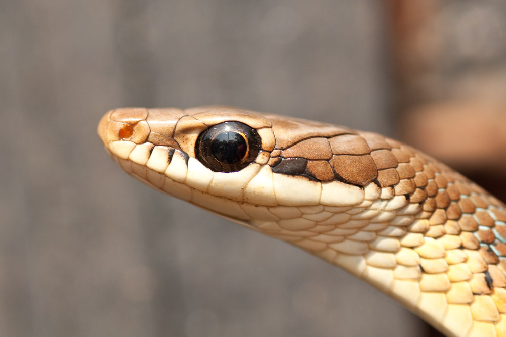 A bronze keelback.