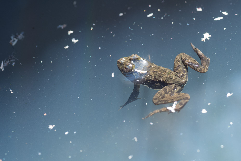 What happens when amphibians park illegally?