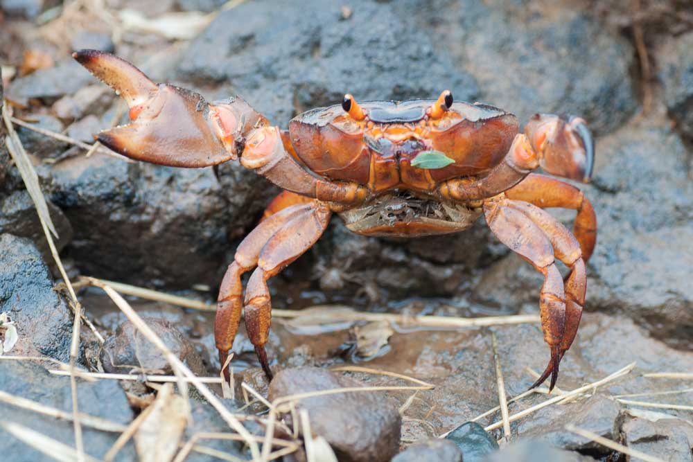 Crab female with juvenile.