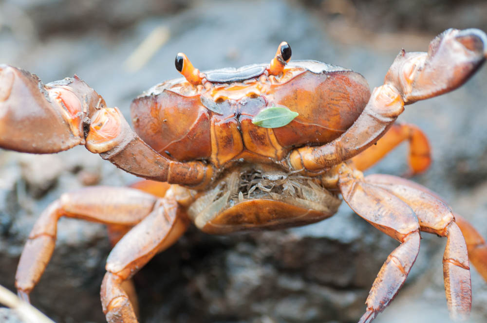 Close-up of the juvenile.