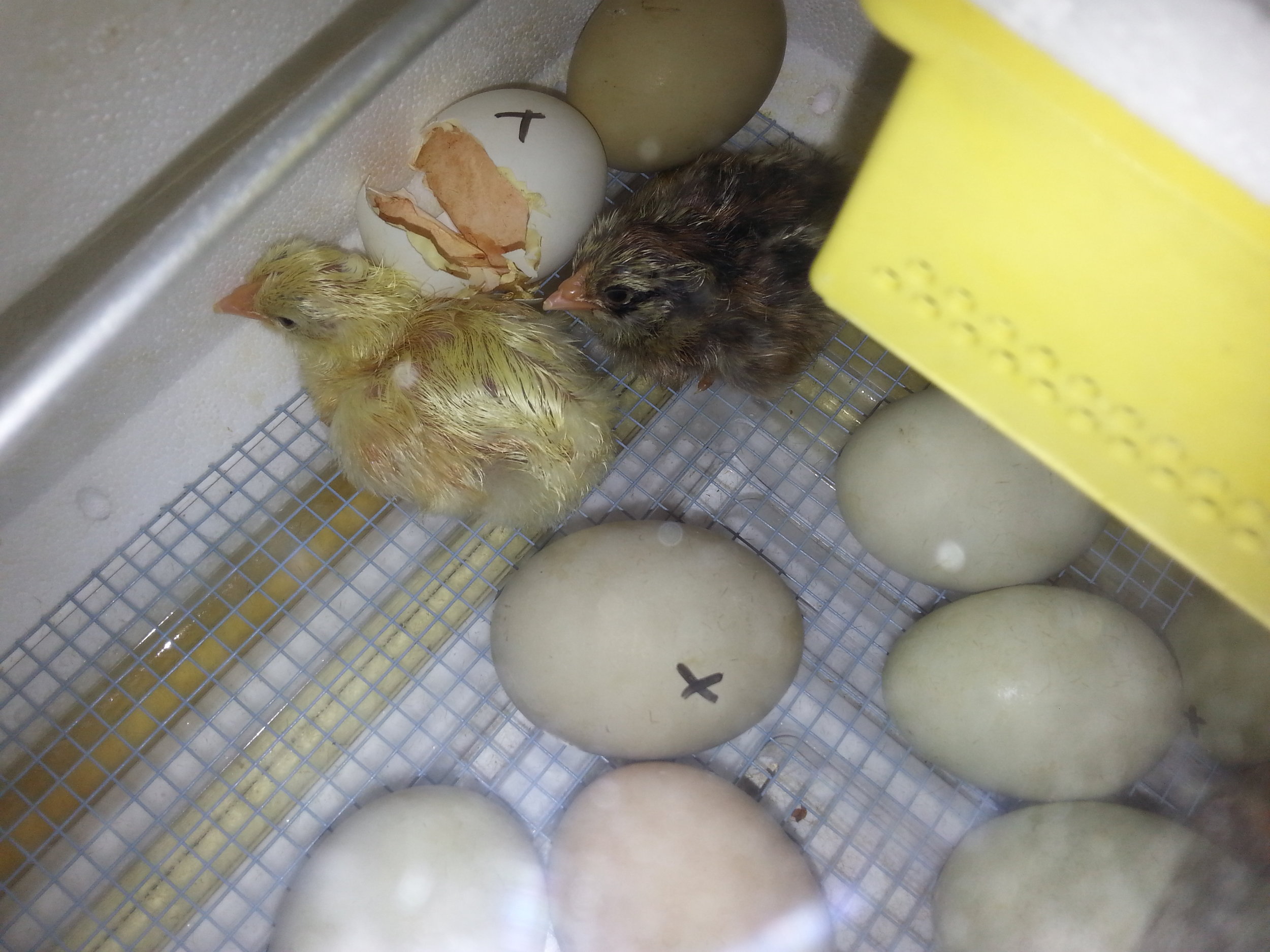 Starting to hatch!