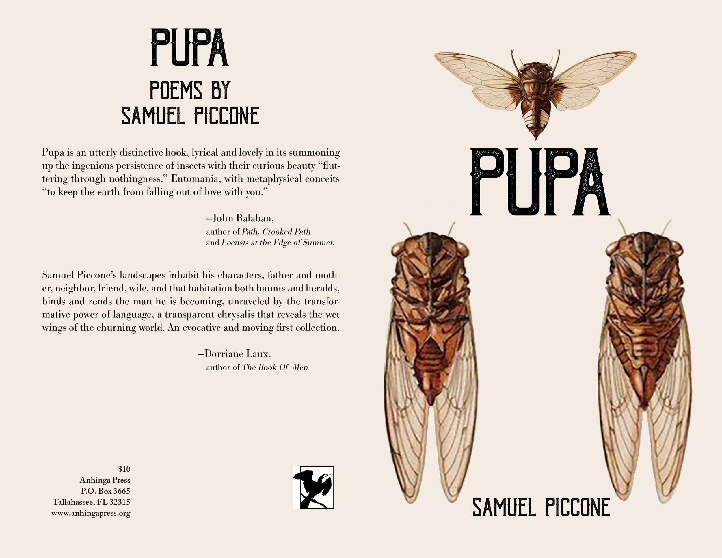 Pupa cover Cicada book.jpg
