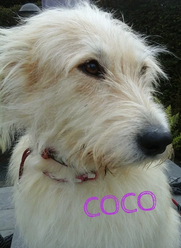 Coco.jpg