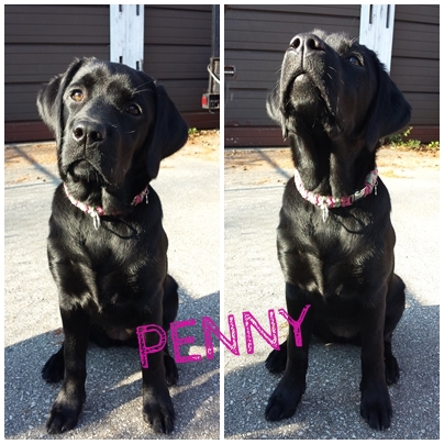 Penny.jpg