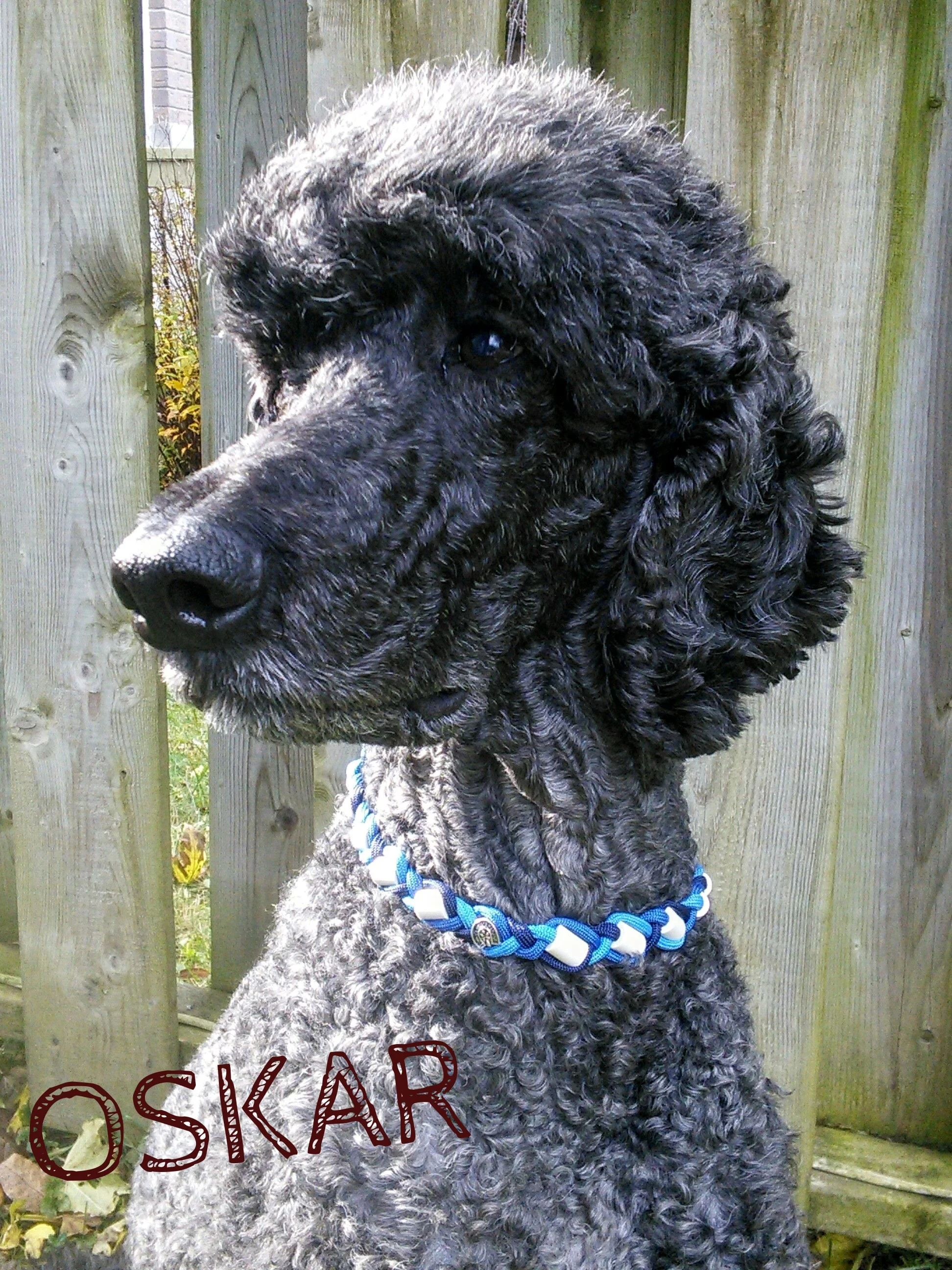 Oskar.jpg
