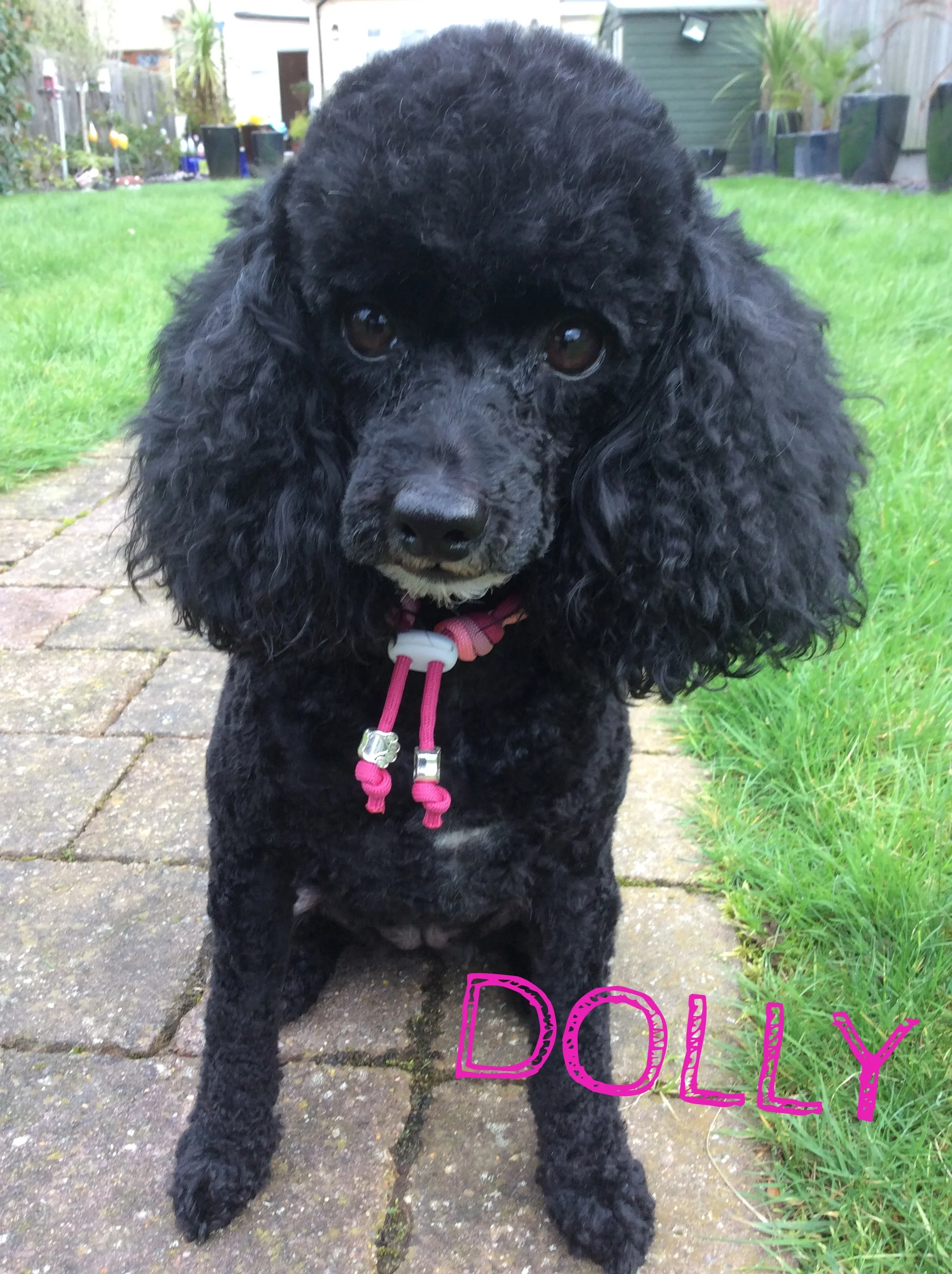 Dolly.JPG