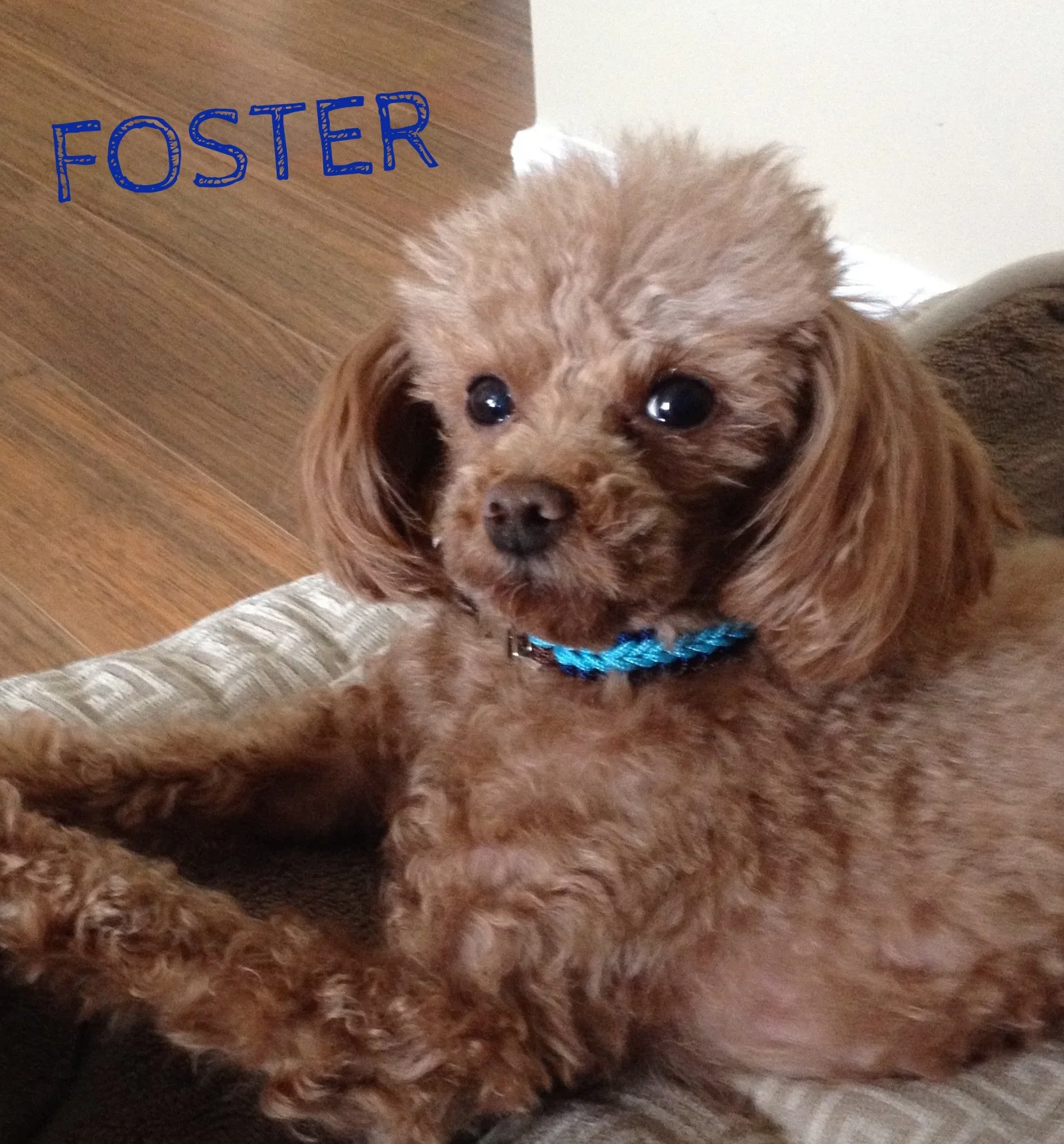 Foster2.jpg