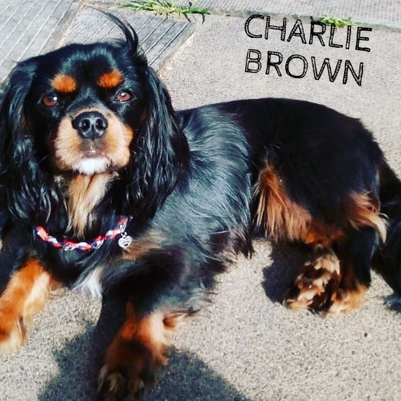 Charlie Brown (2).jpg