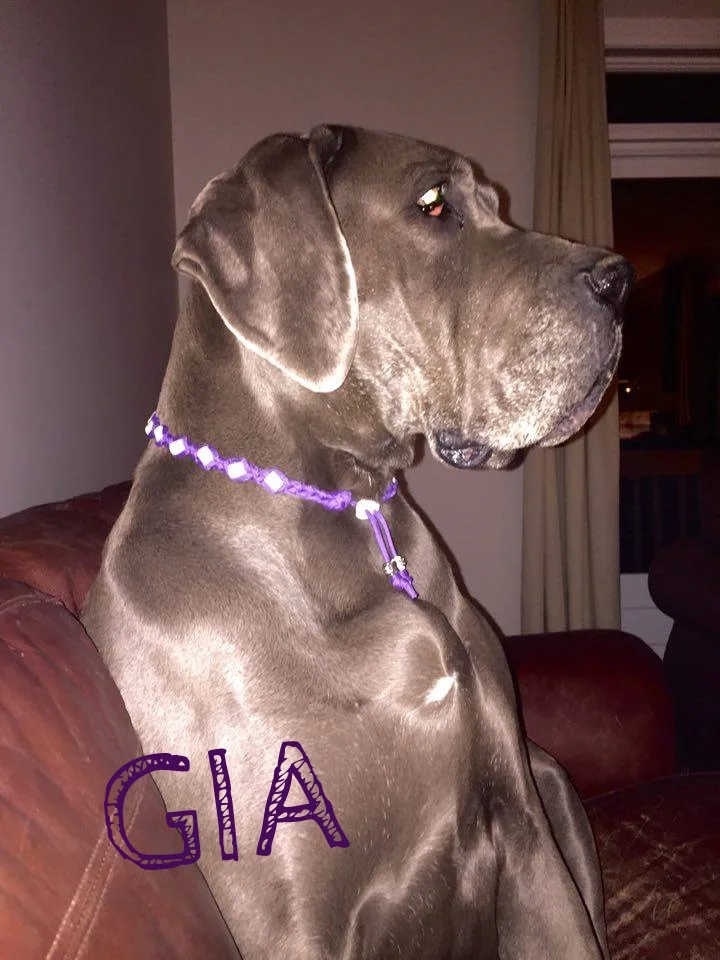 Gia.jpg
