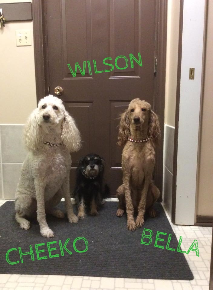 Cheeko, Wilson, Bella.jpg