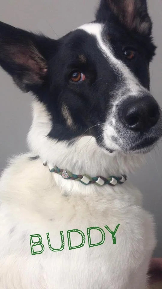 Buddy.jpg