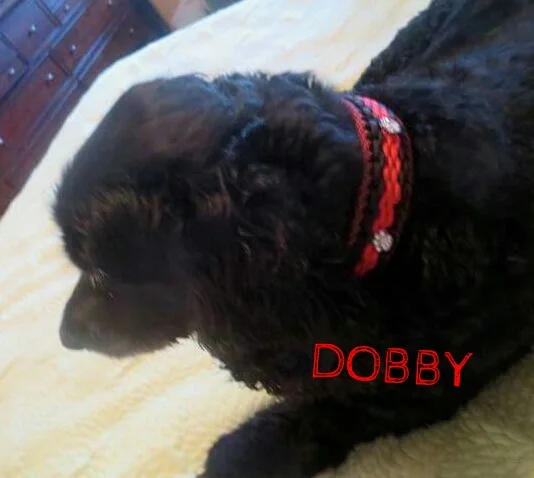 2016-04-06 19.29.11.jpg