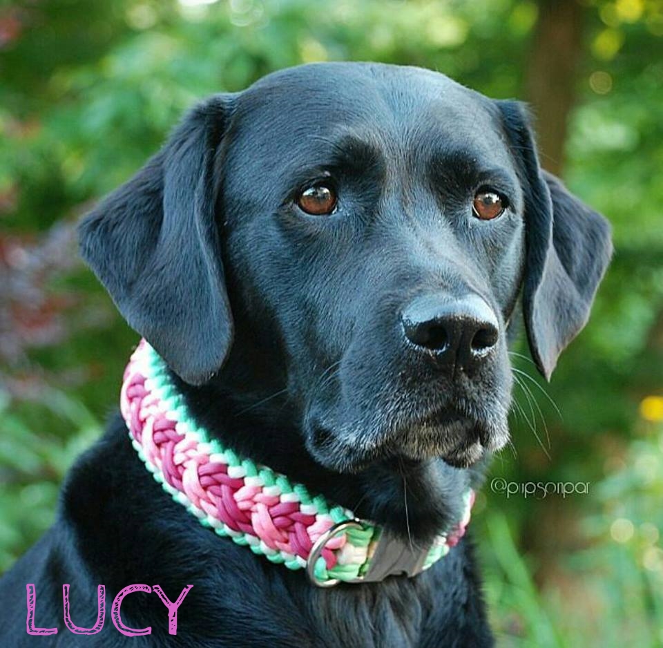 Lucy.jpg
